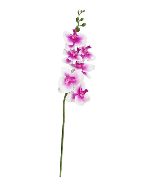 ORQUIDEA R0452-122 SURT COL