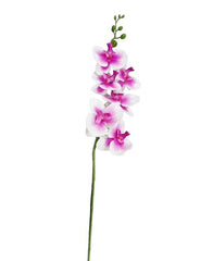 ORQUIDEA R0452-122 SURT COL