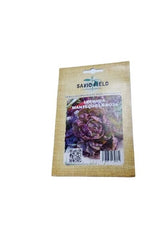 SEMILLAS LECHUGA MANTEQUILLA ROJA SAVIO
