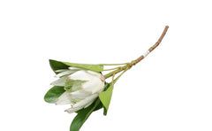 PROTEA R0483-36 SURT